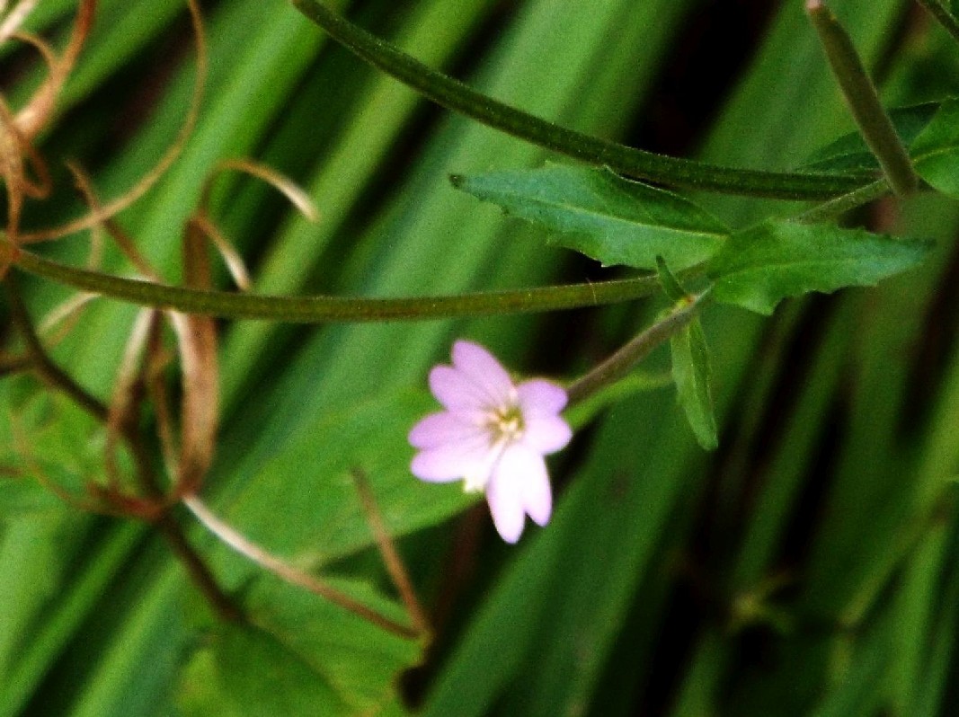 Epilobium cfr. montanum (Myrtales - Onagraceae)